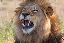 lion male | portrait