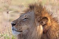 lion male | portrait