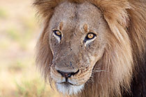 lion male | portrait