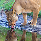 lion female drinking in pool | lady Liuwa