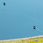 Wildebeests