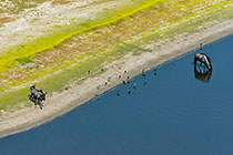 Wildebeests
