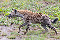 hyenas around wildebeest kill