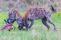 hyenas around wildebeest kill