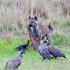 hyenas & cape vultures around wildebeest kill