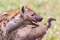 hyena & cape vultures fighting for oribi left-over