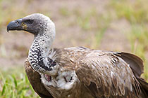 bird | cape vulture