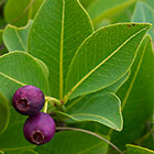 sufrutex underground tree | water berry | Syzygium guineense spp barotsense
