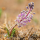 purple flower