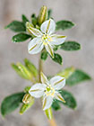 ground cover with white flower