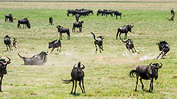 Wildebeests