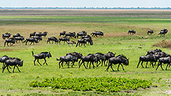 Wildebeests