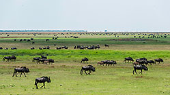 Wildebeests