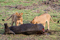 young lions eating bufalo kill