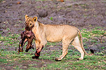 young lion eating bufalo baby