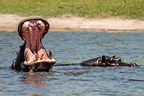 hippos in river