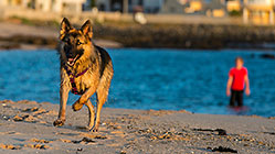 boy James playing with dog Sheba on beach