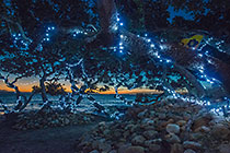 winter wonderland lights in trees