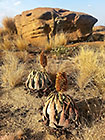 plants with dry flowers