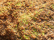lichens on rock