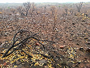 burned field