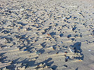shells & stones in sand patterns | wind effect