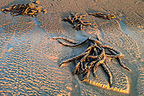 algae on beach at sunset
