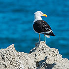 seagull on rock