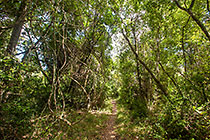 path through forest