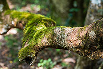 trees with mosses in forest
