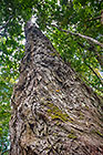 Yellowood tree in forest