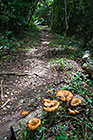 mushrooms on dead log in forest