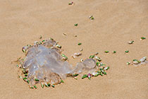 shells eating jelly fish on beach