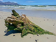 dead tree trunk with green algae on beach