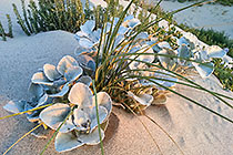 plant on sand
