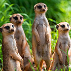 suricates