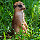 suricates