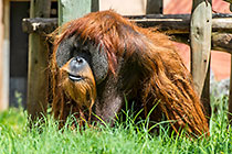 orangutan