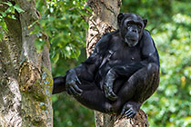 chimpanzee