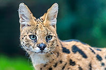 wild cat