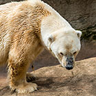 polar bear