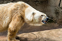 polar bear