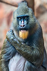 monkey