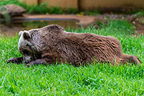 brown bear