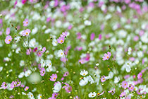cosmos flowers