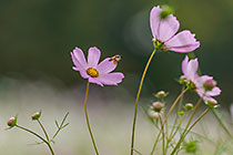 cosmos flowers