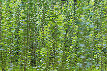 plants