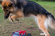 Sheba dog playing with car