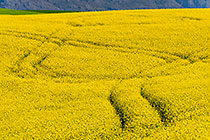Canola Droplet