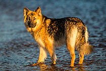 Sheba dog